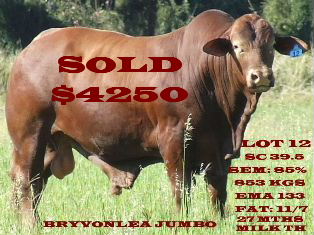 Bryvonlea Jumbo